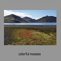 colorful mosses 
